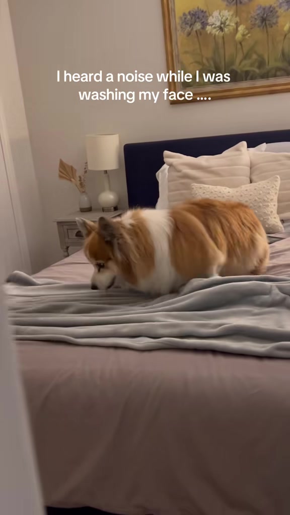 @hudsonthefluffycorgi