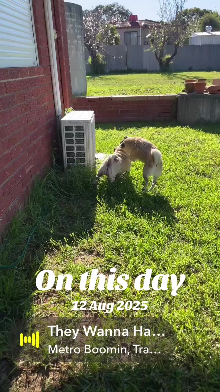 @Life with my 3 beautiful Pugs
