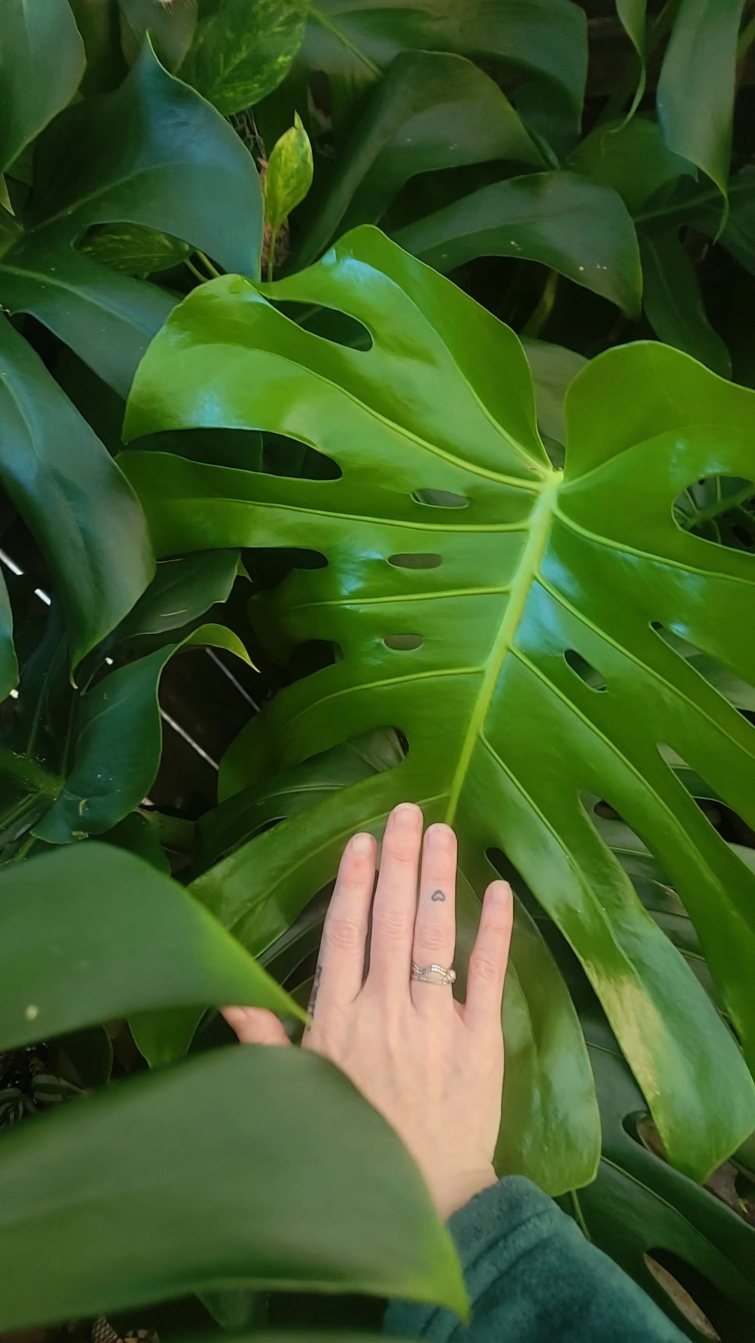 @✨️🌱lisa&bull;lila🌱✨️