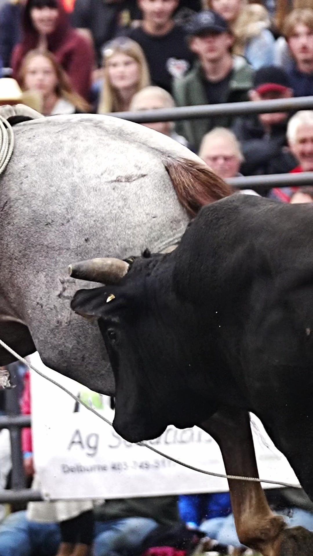 @Hanginghorses