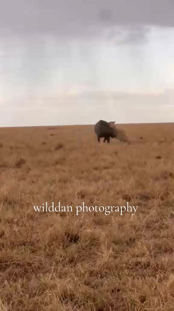 @WildDan