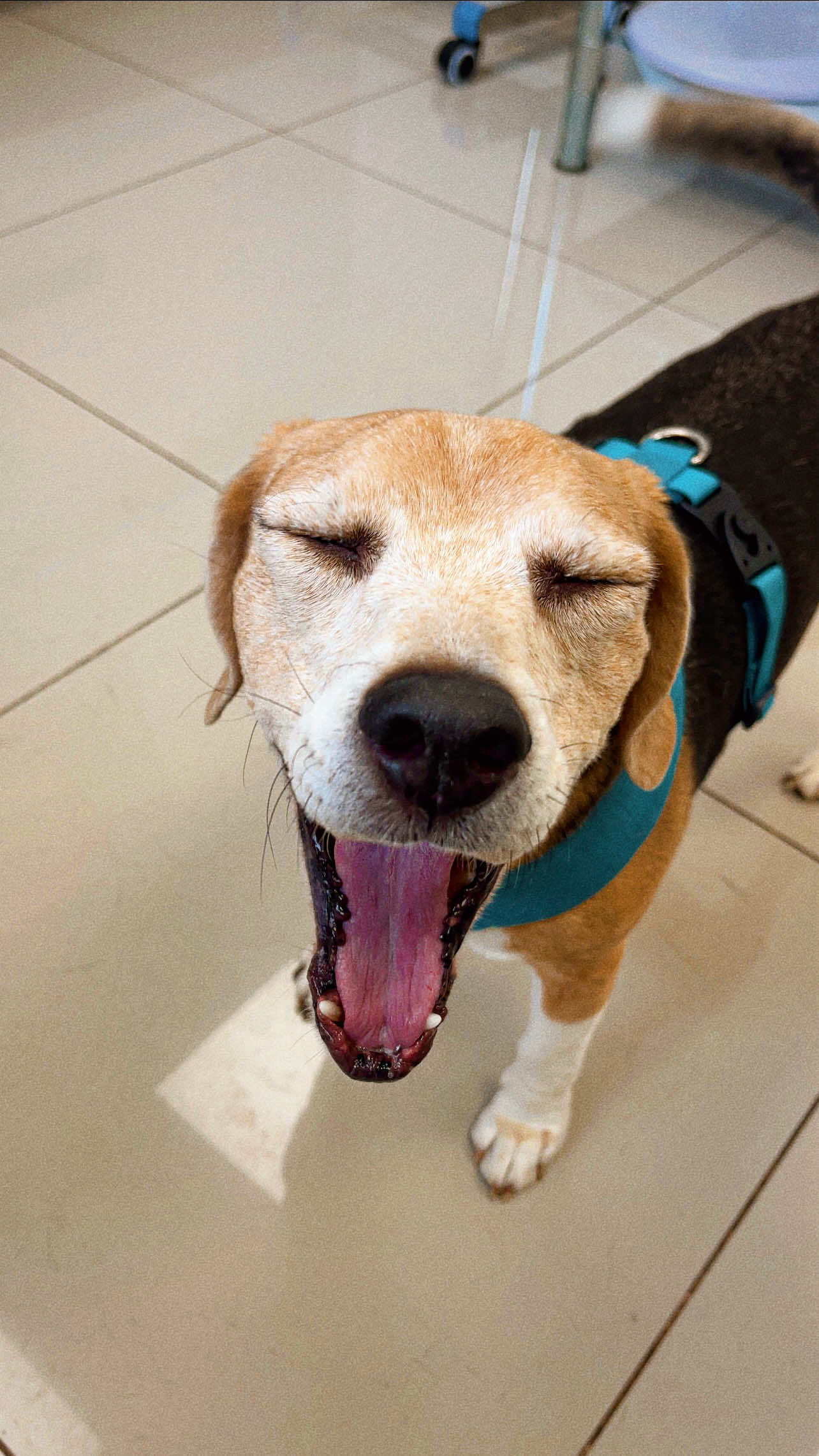 @Jake el perro