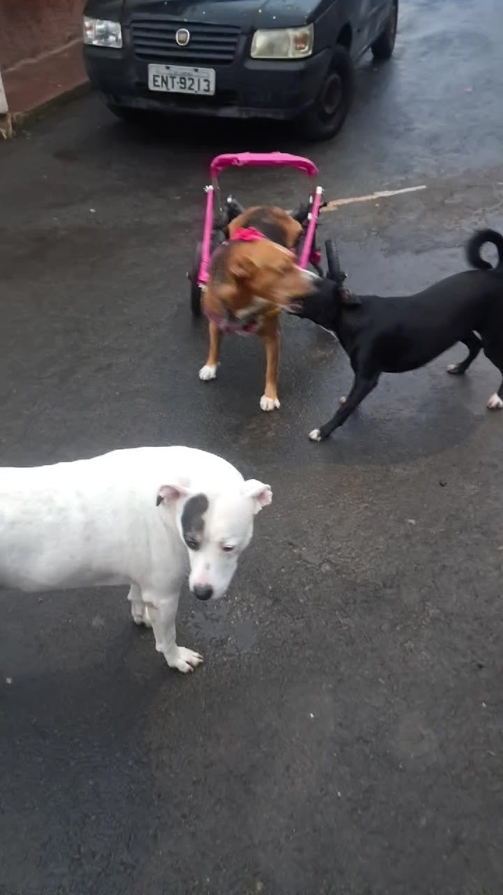 @Ismael e sua AuAuCreche 🐶💖