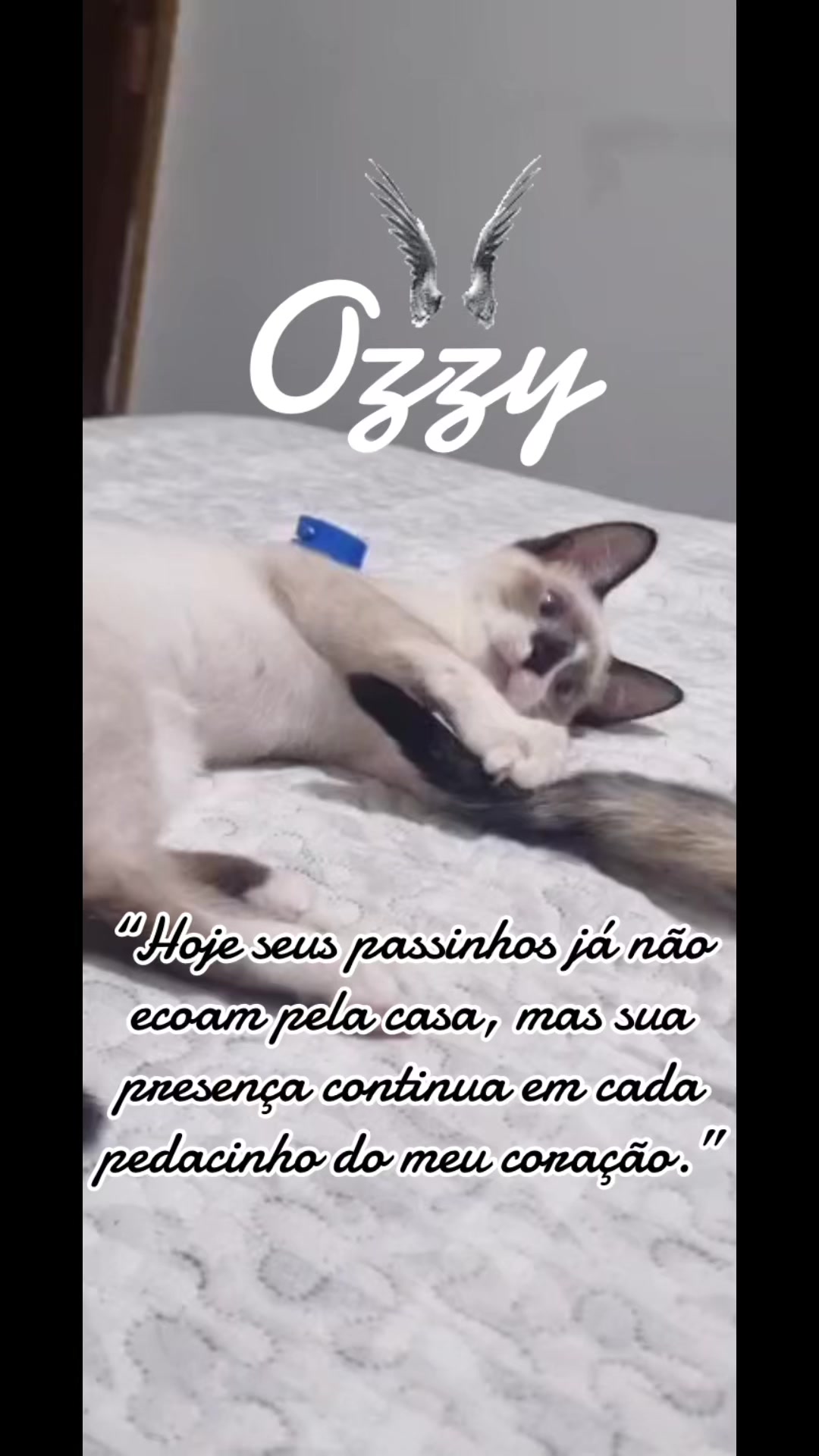 @Clau Mansano