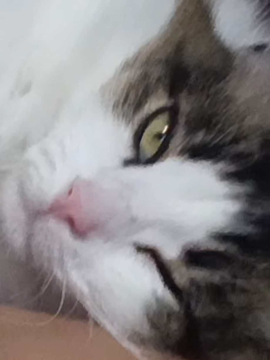 @Yanin Mishelterror