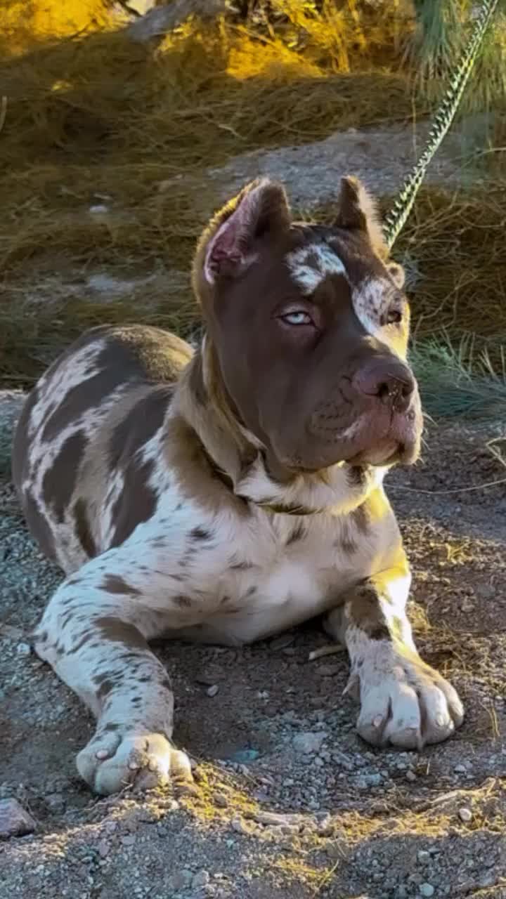 @Cane Corso For Adoption