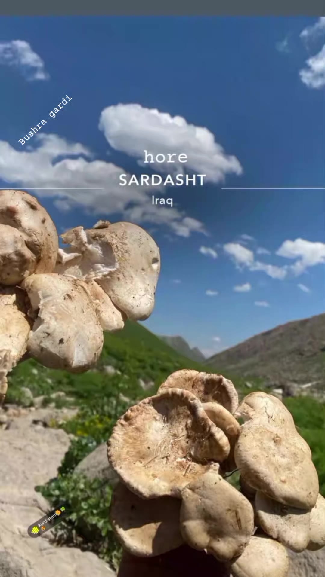 @buşhra.gardii🦋
