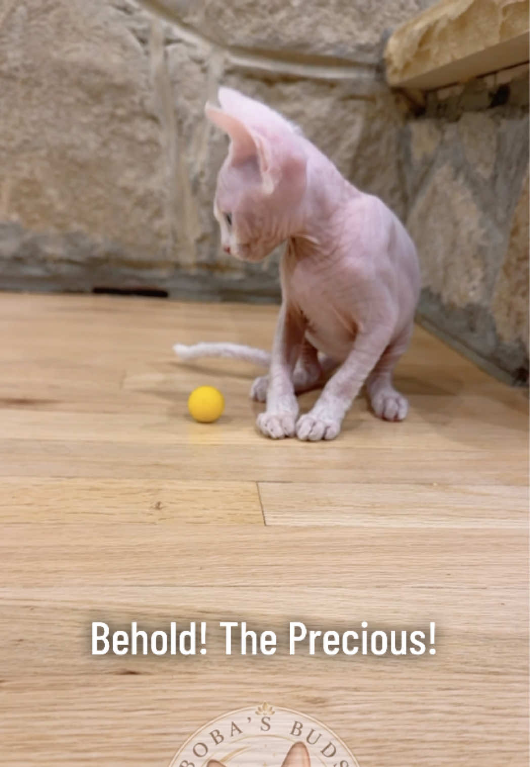 @Boba&rsquo;s Buds Minskin Cats