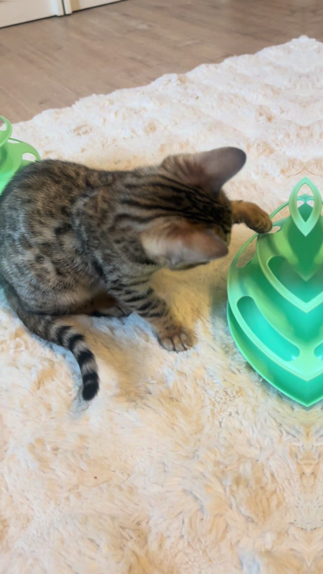 @sweet4bambi♥️Bengalkitten