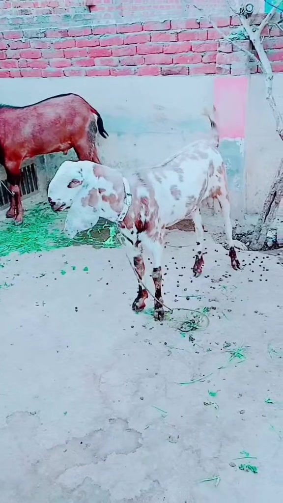 @Malik_Umar