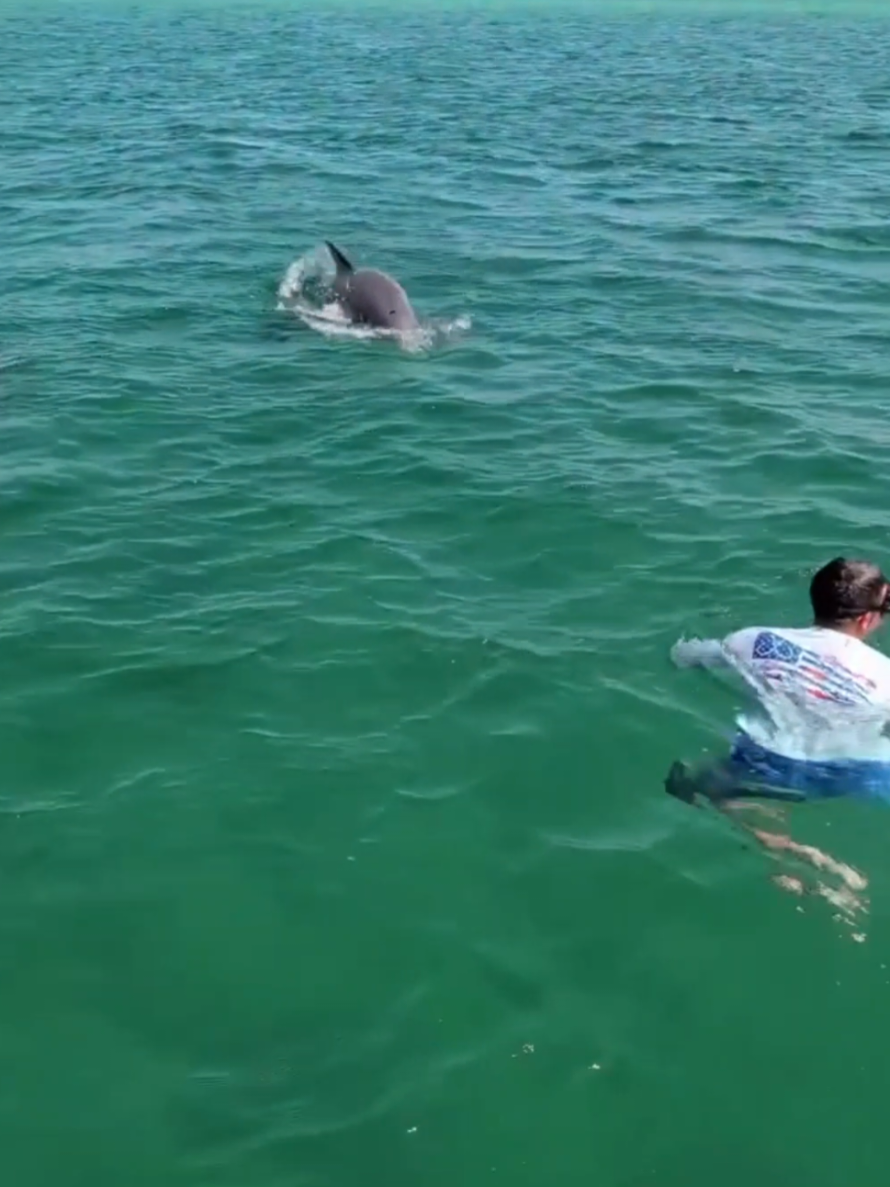 @Shell Island Dolphin Tours LLC