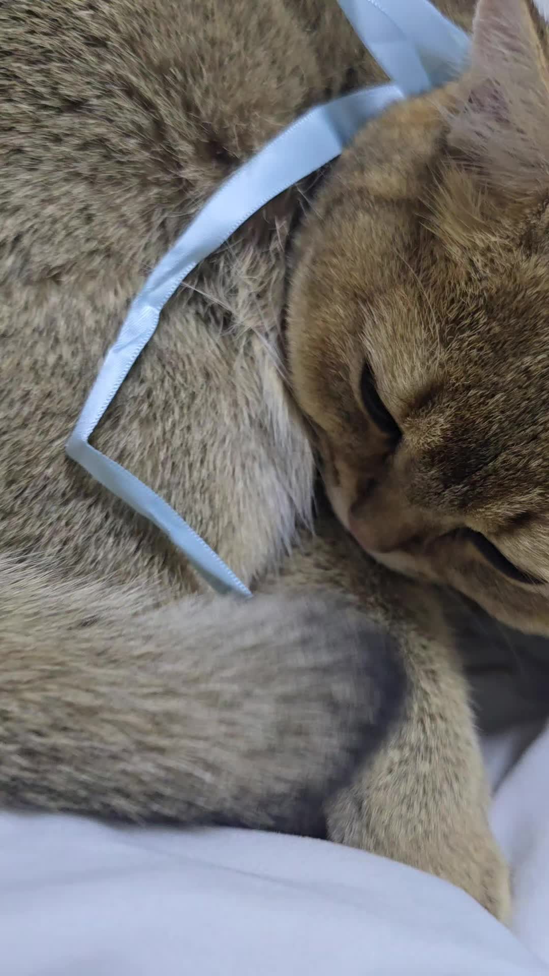 @고양이 형아