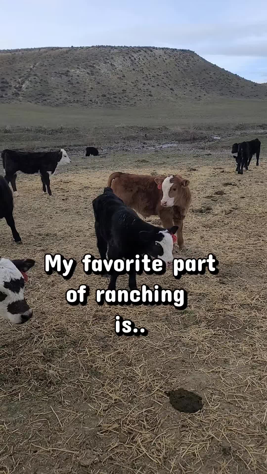 @ARanchersWife