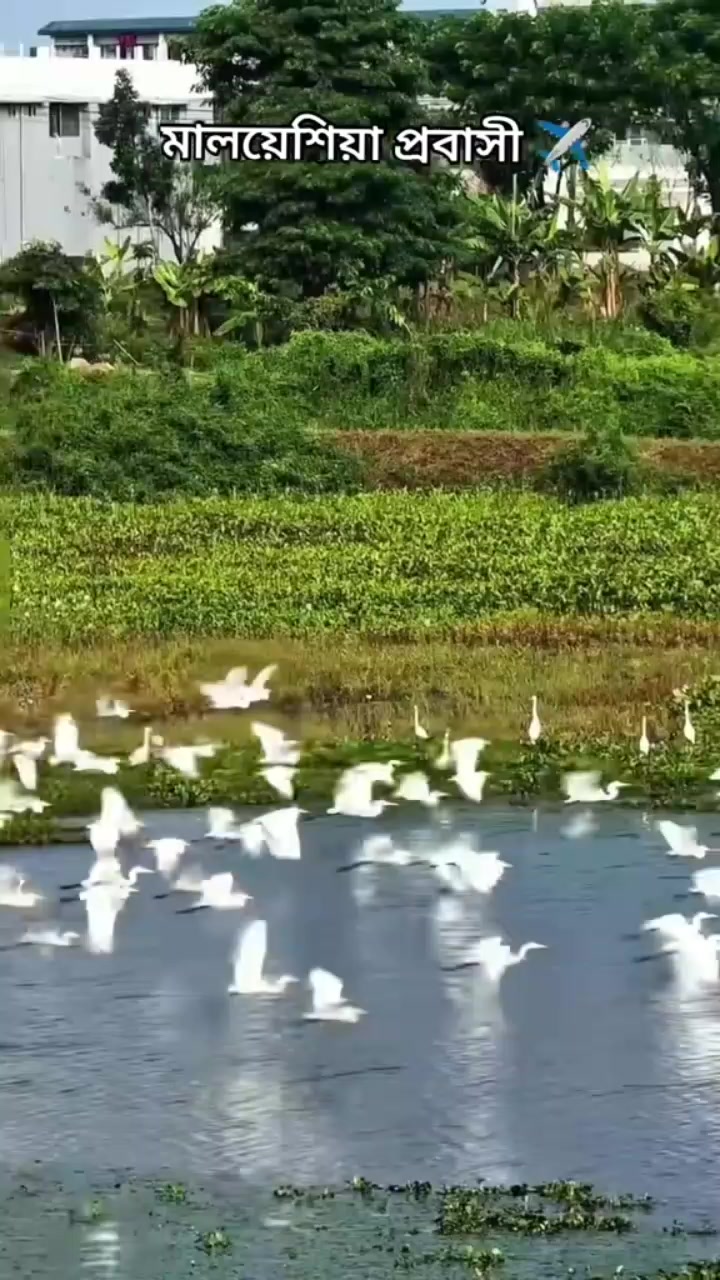 @রশিদ