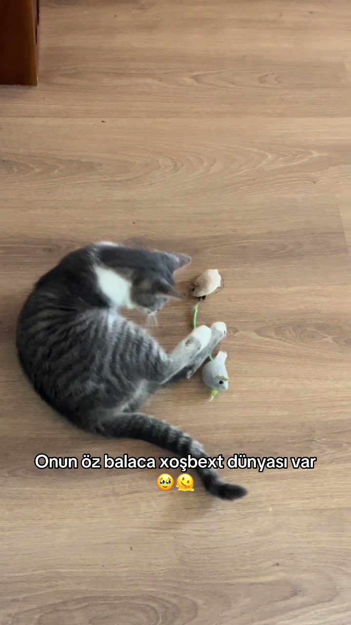 @cats_familyofficial