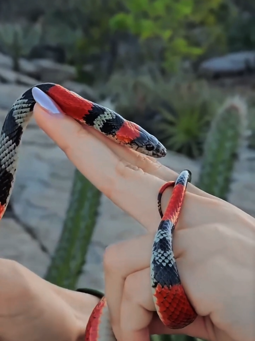 @Princesa das Serpentes