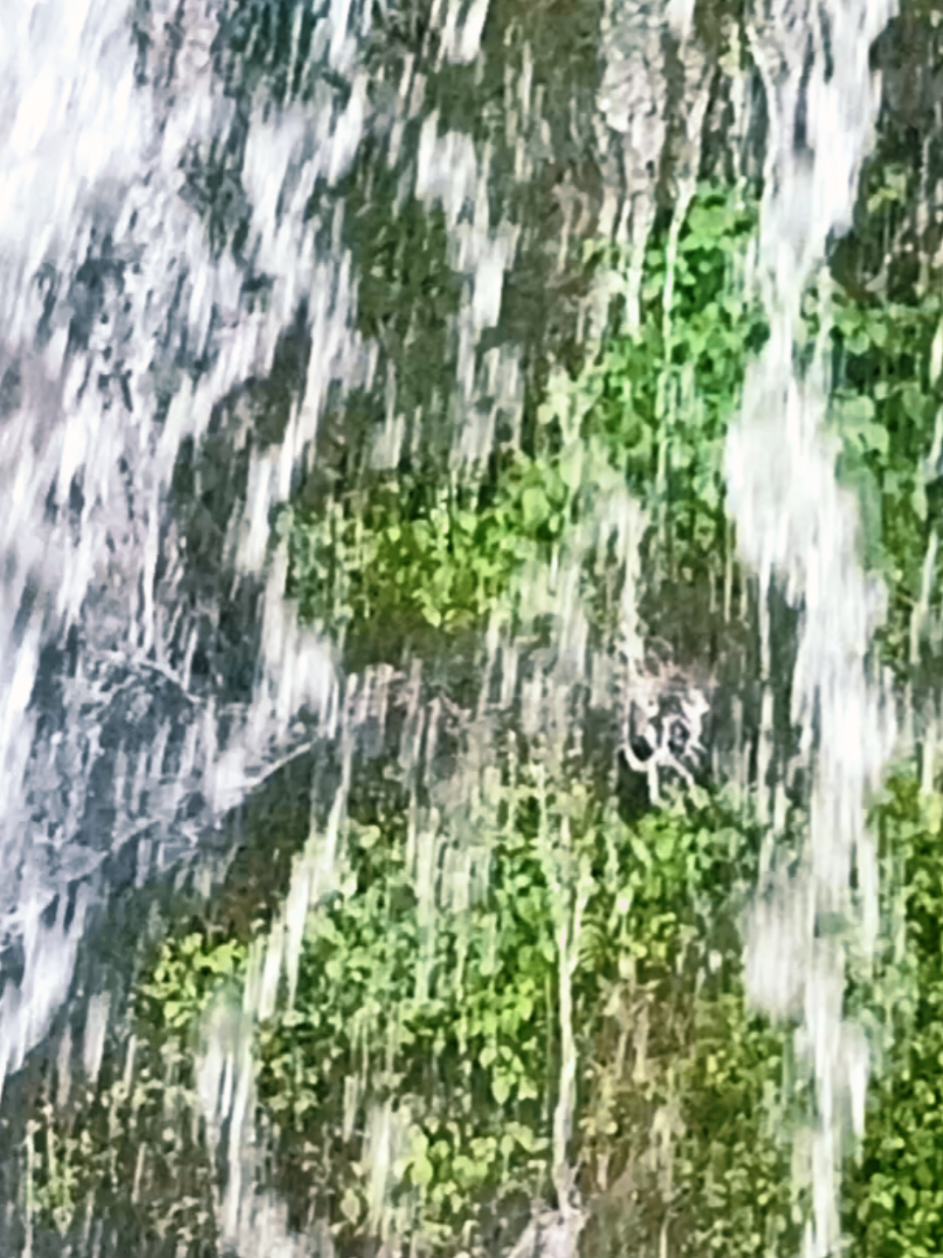 @शोभित