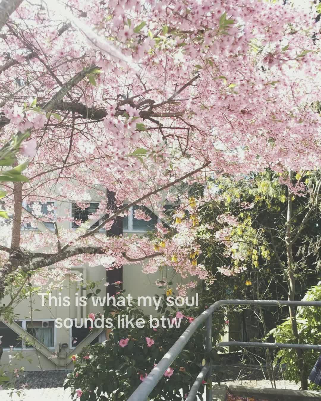 @🌸