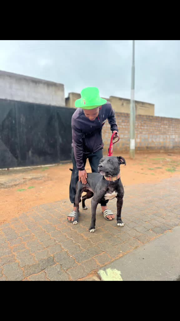 @game dogs apbt