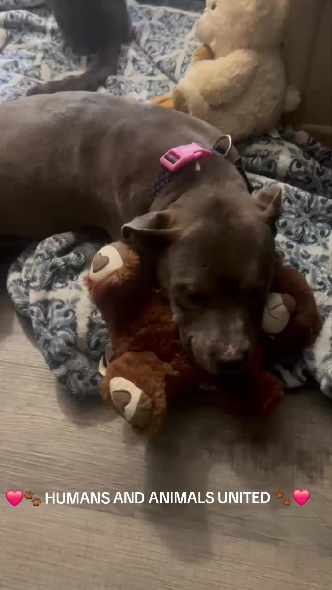 @HumansAndAnimalsUnited