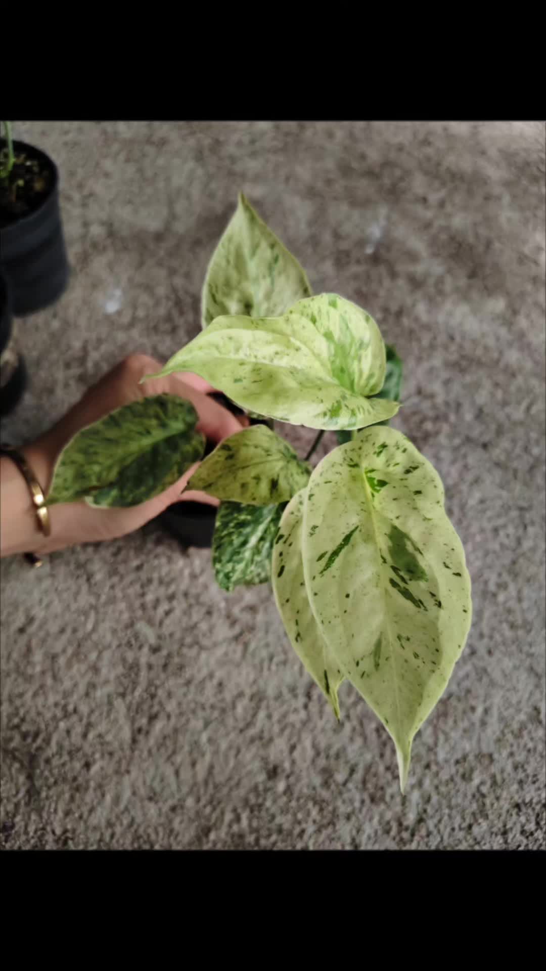 @Lhongbai