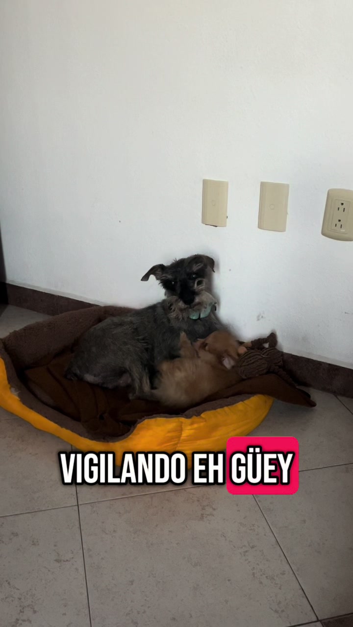 @Pachekito