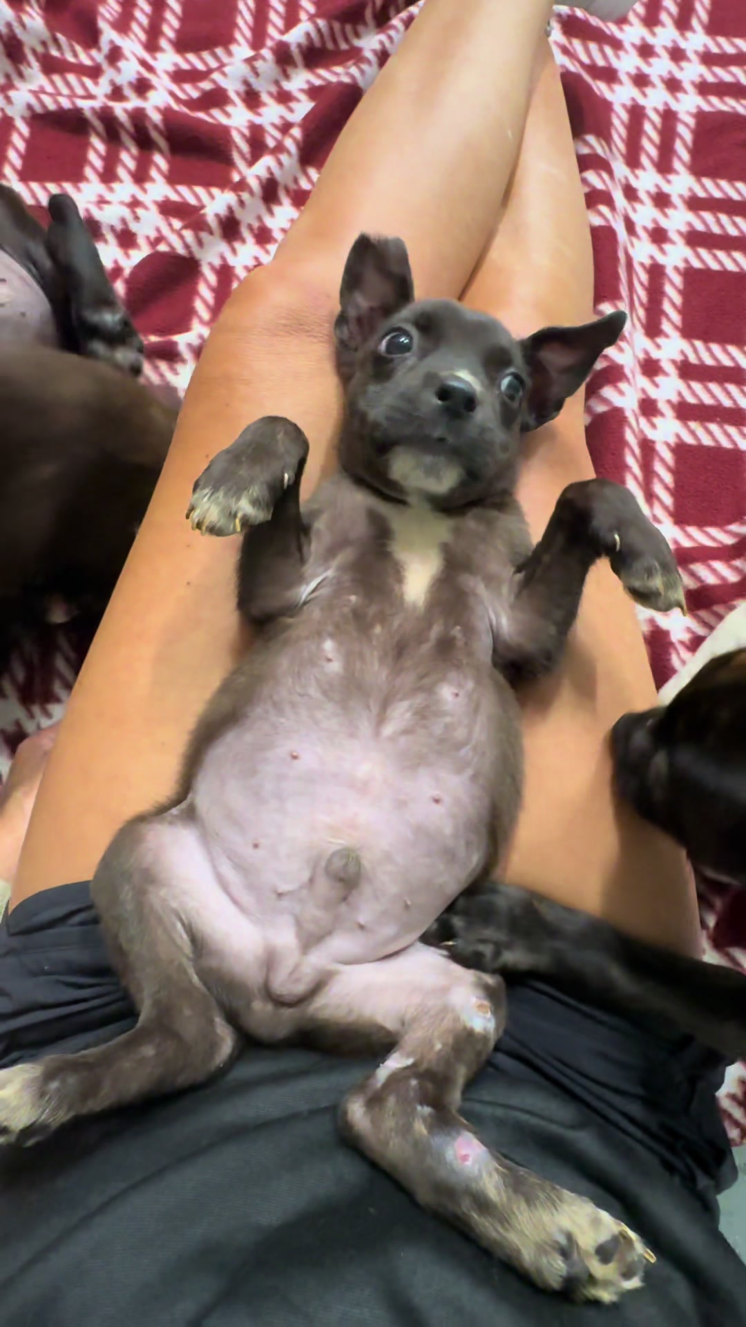 @AbandonedAnimalRescue