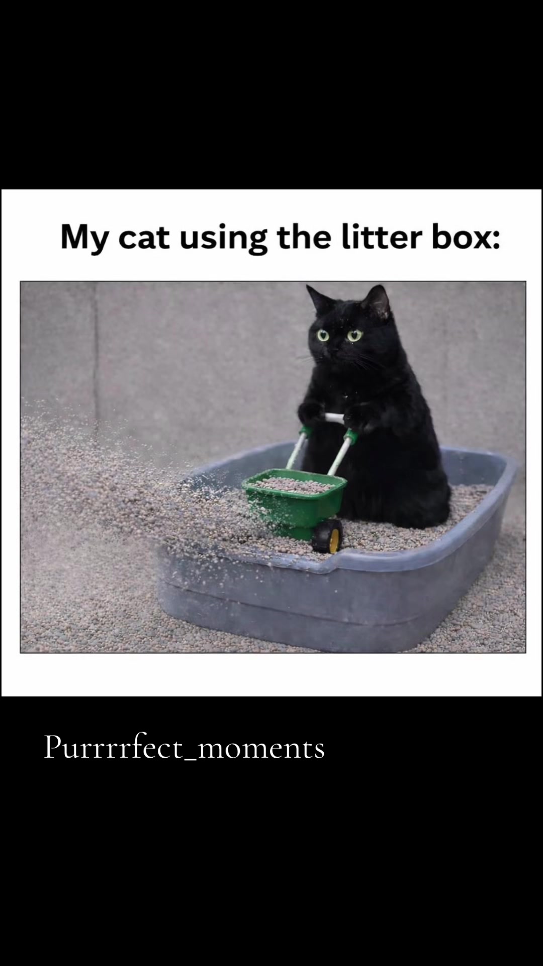 @Purrrrfect Moments