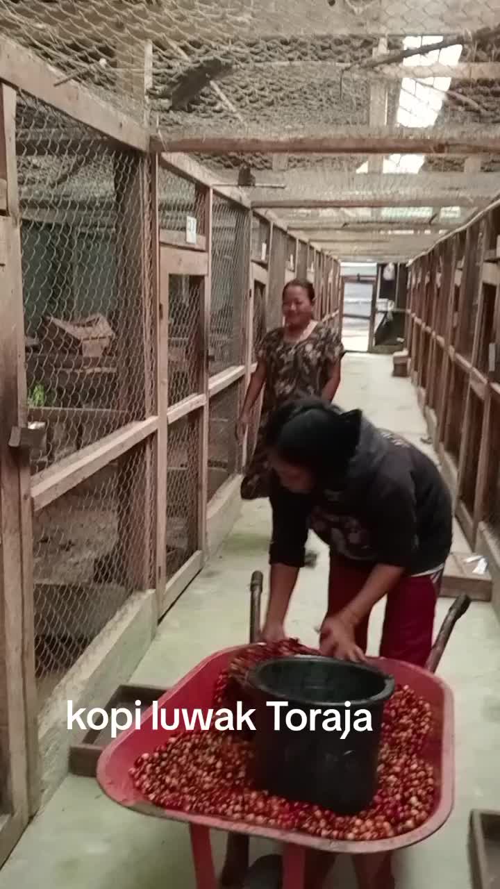 @Istana bintang musang bu santi