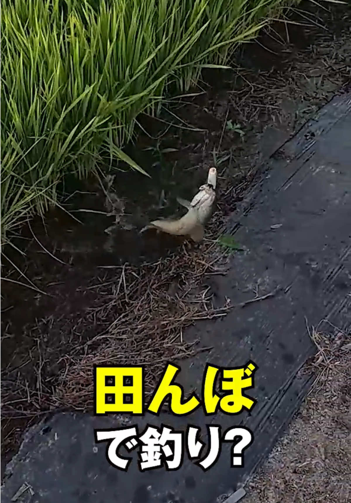 @エルドラド
