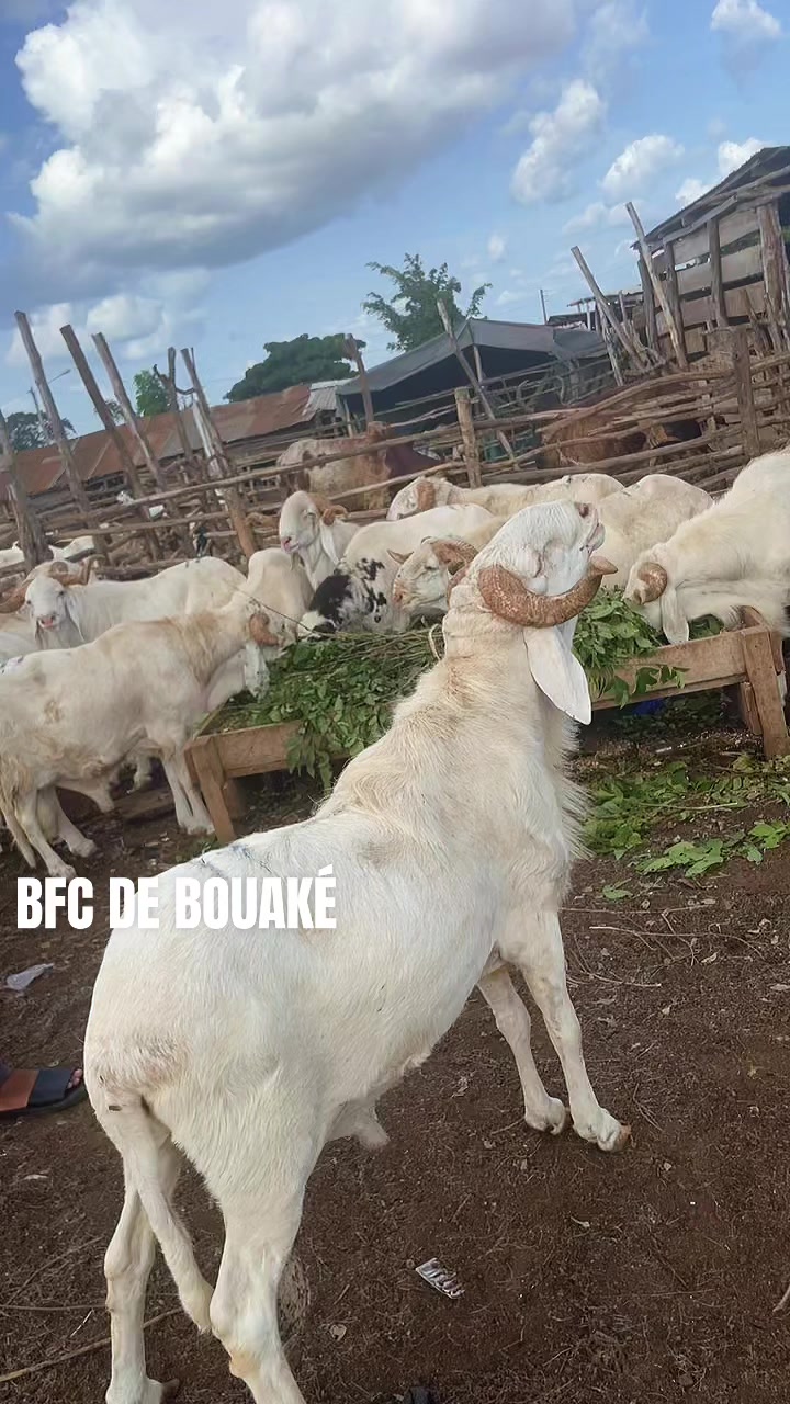 @LE BERGER☘️ÉLEVER💦🥰🇨🇮🇲🇱