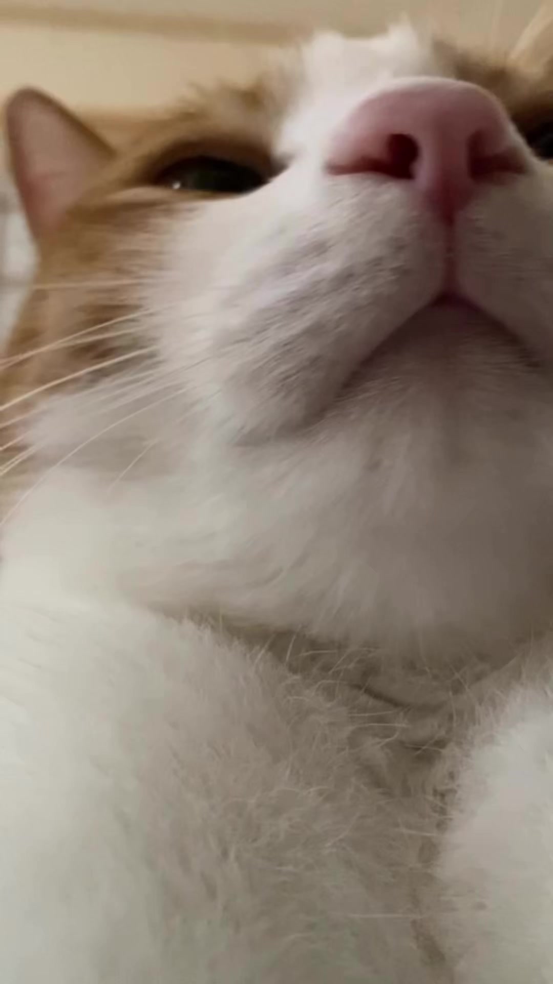 @猫のはっさく
