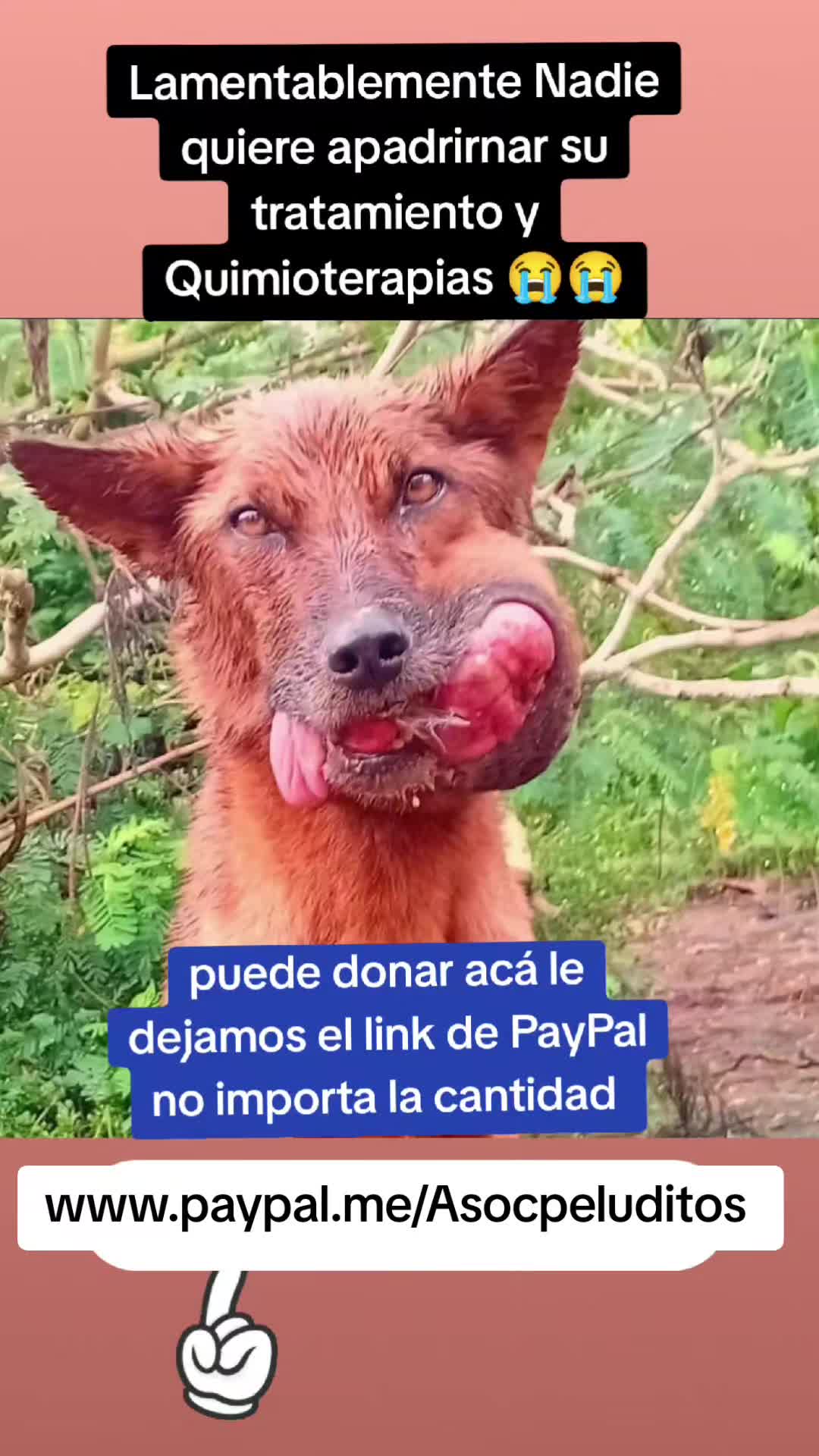 @Asoc. Peluditos