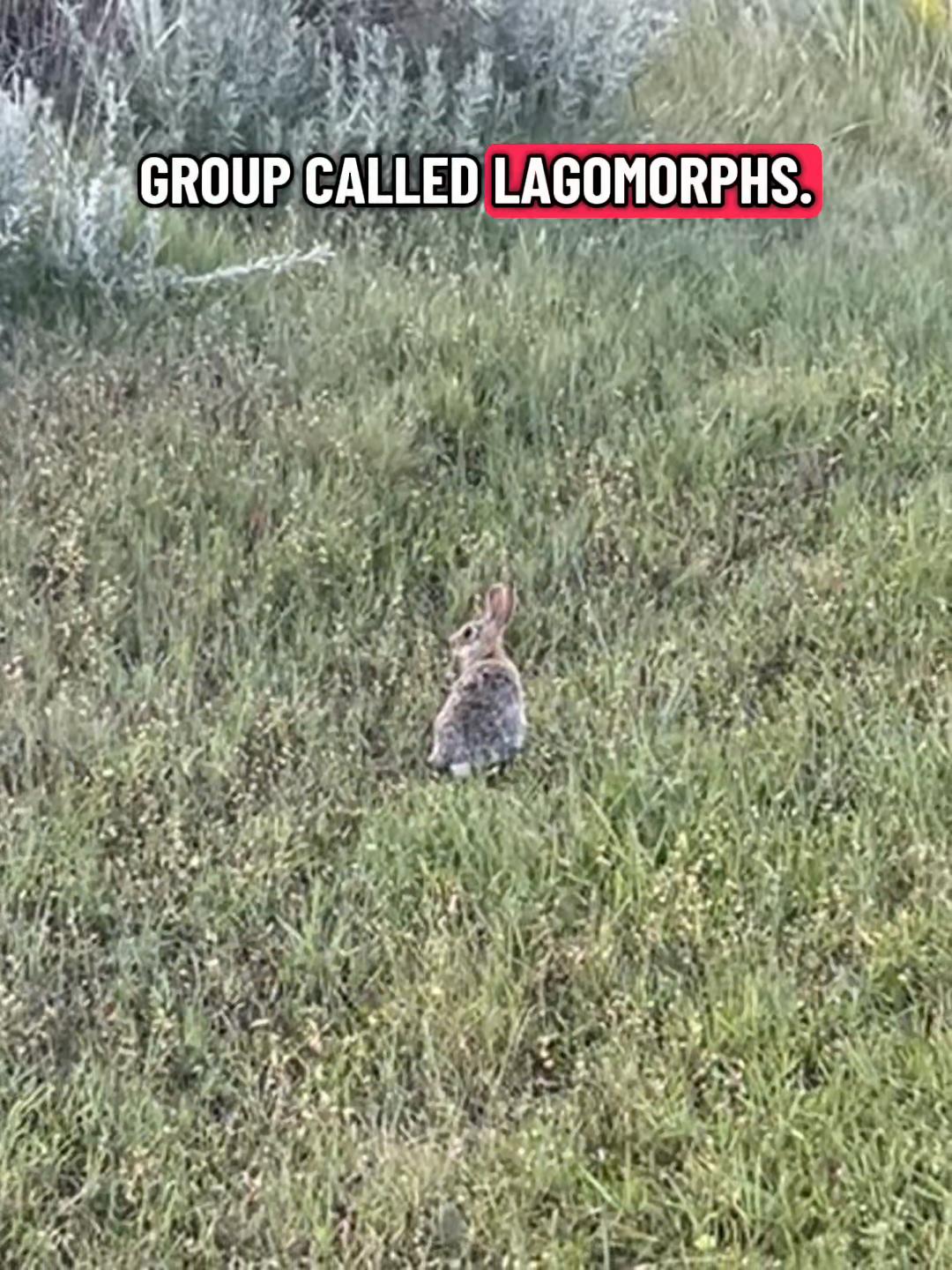@Sarcastic_therapsid