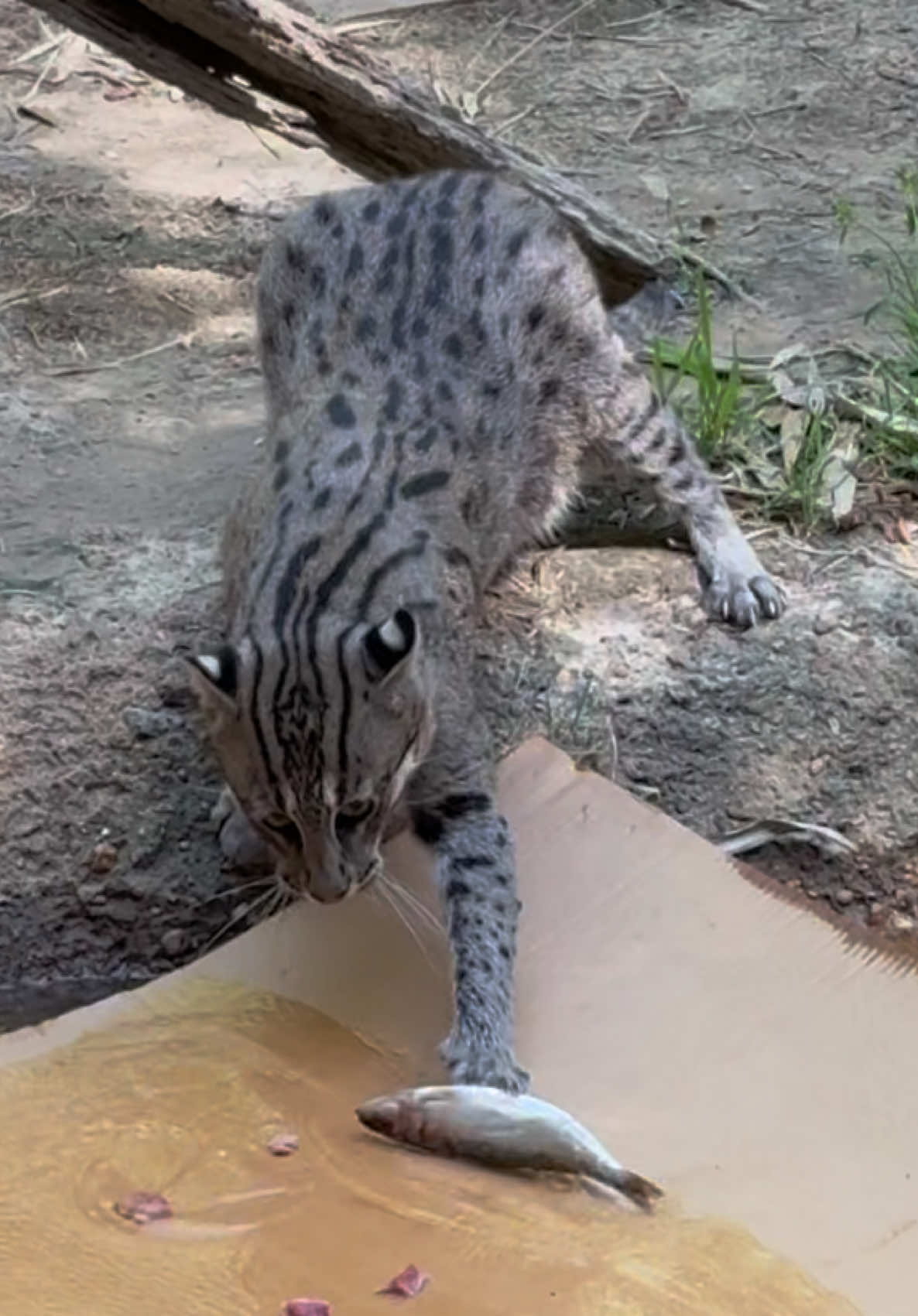 @memphiszoo