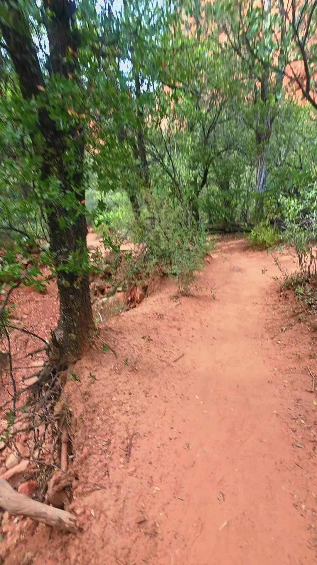 @🌵