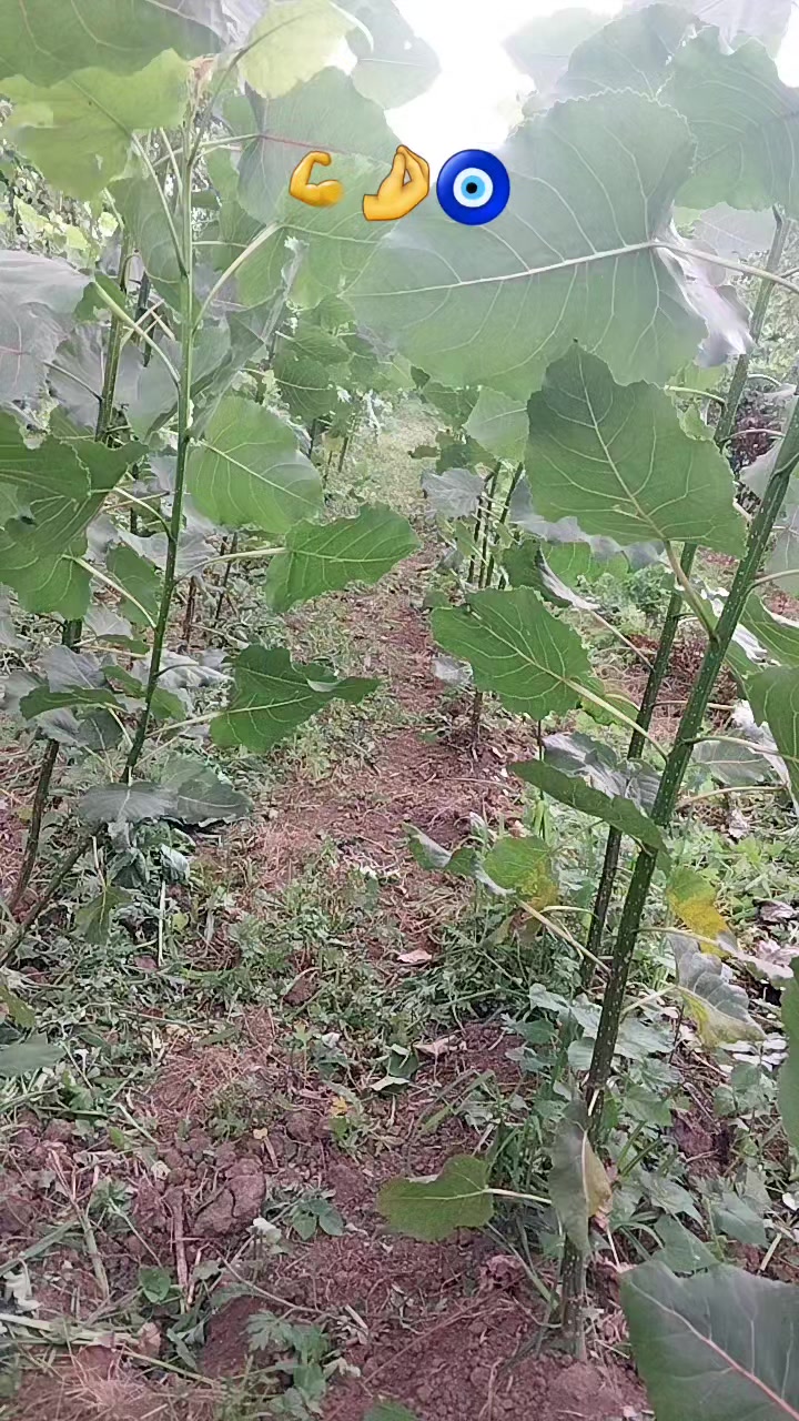 @kocakoc.n