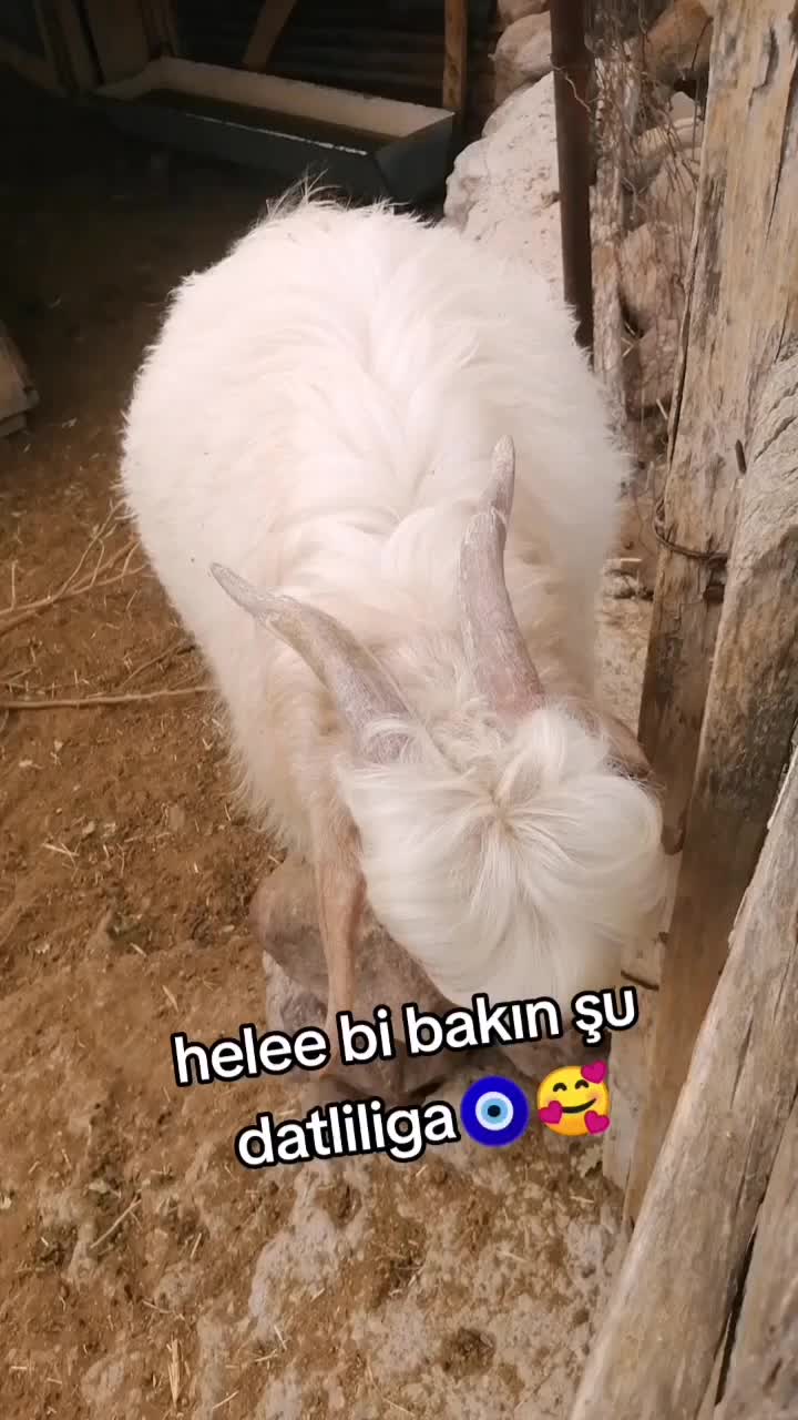@⚜️💎MERAL💎⚜️