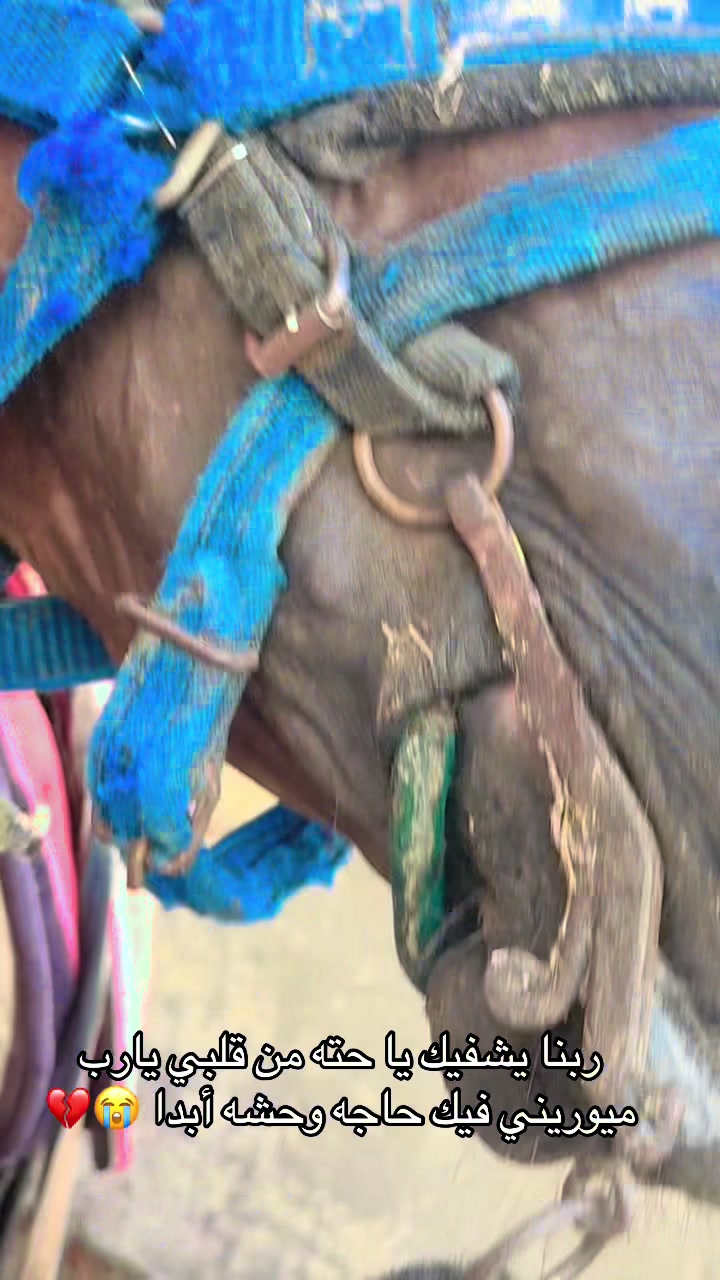 @الملكه شهد عبدالرحمن 🥇🐴&hearts;️