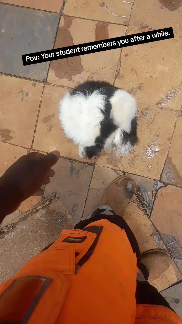 @Orimbajnrkennels