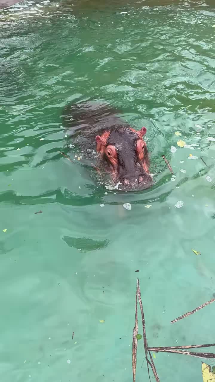 @Hippo