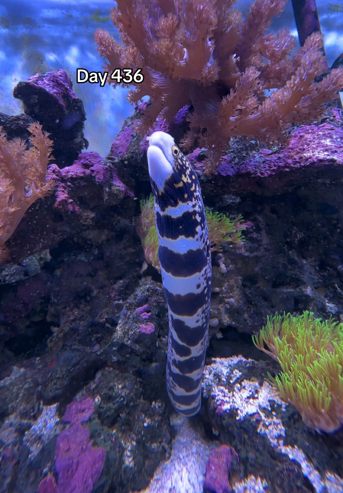 @ReefSync
