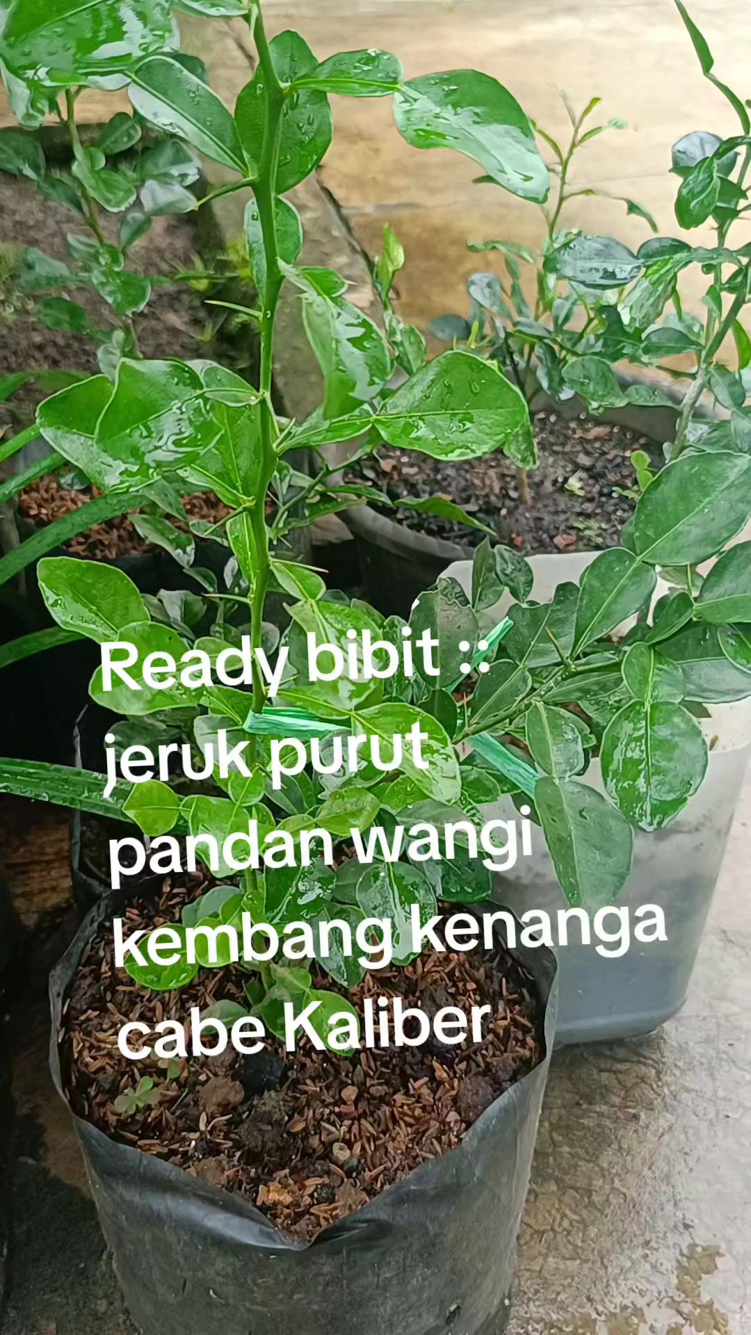 @Bibit khusus samarinda