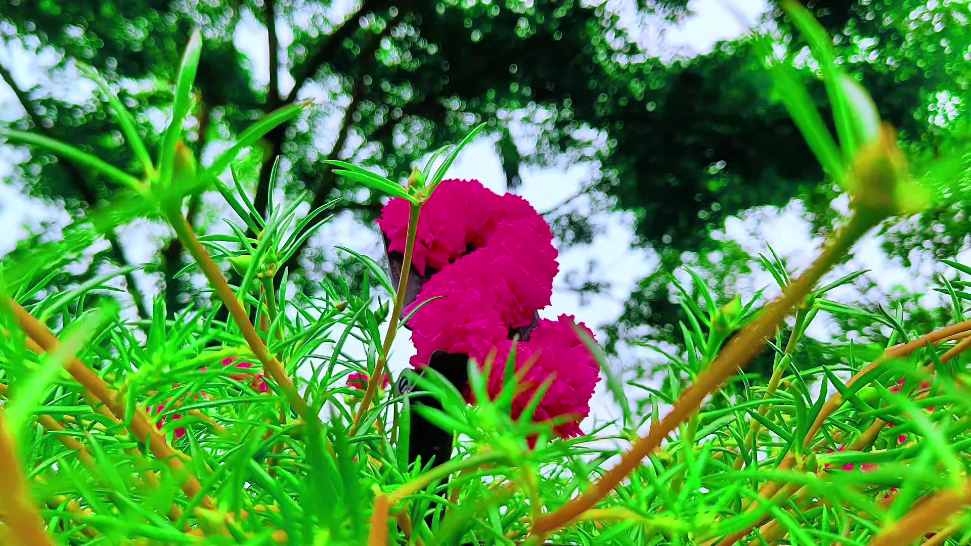 @🪺🦋বাংলার প্রকৃতি 🌾🌹