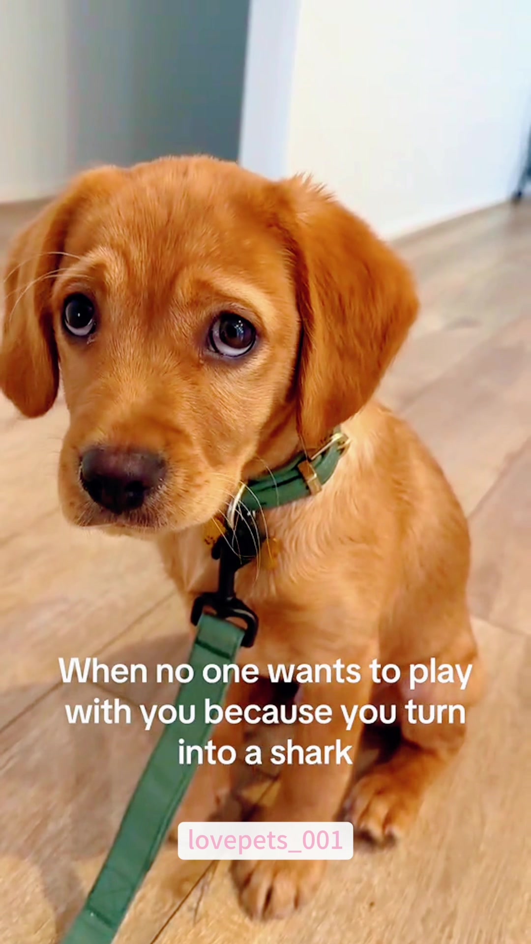 @lovepets_001