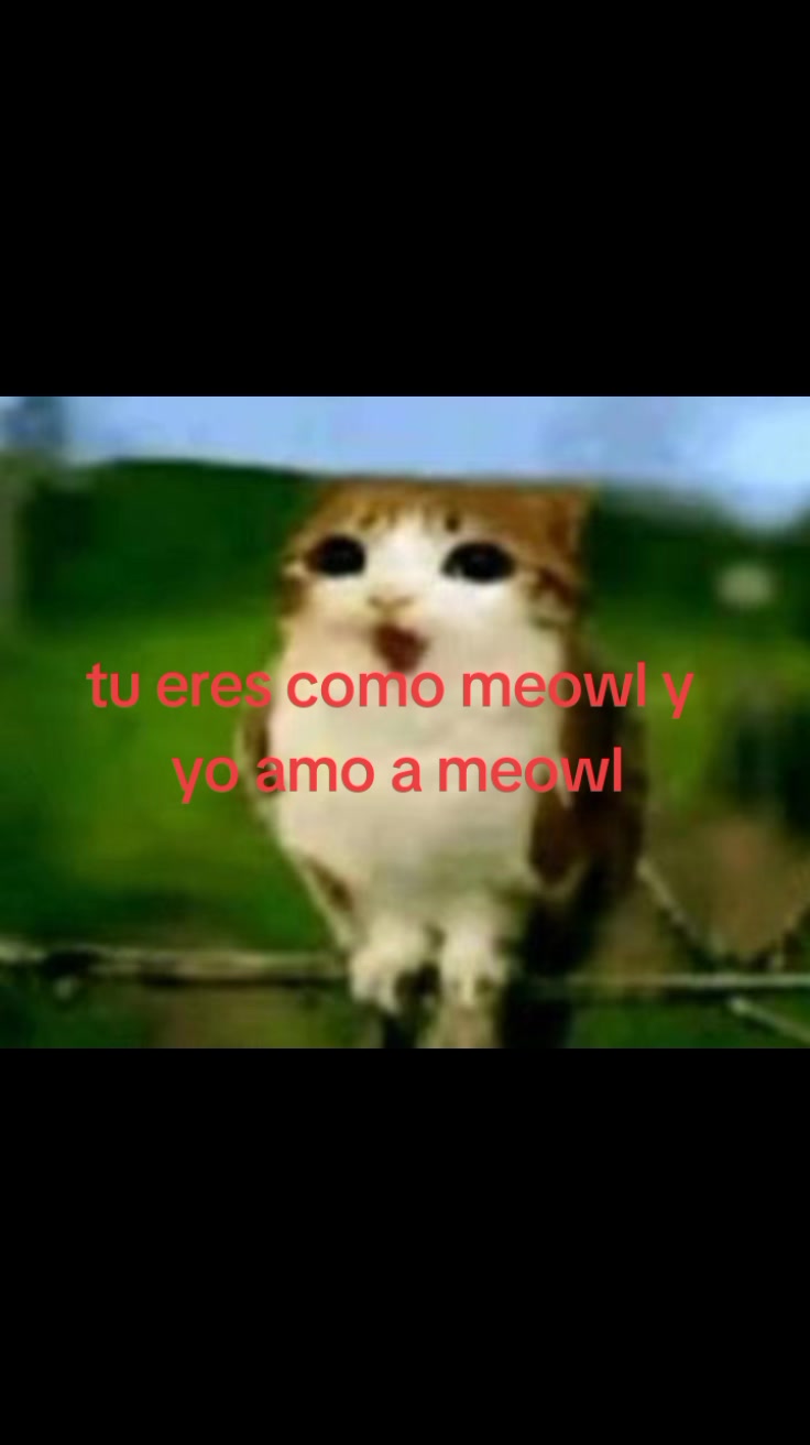 @meowl