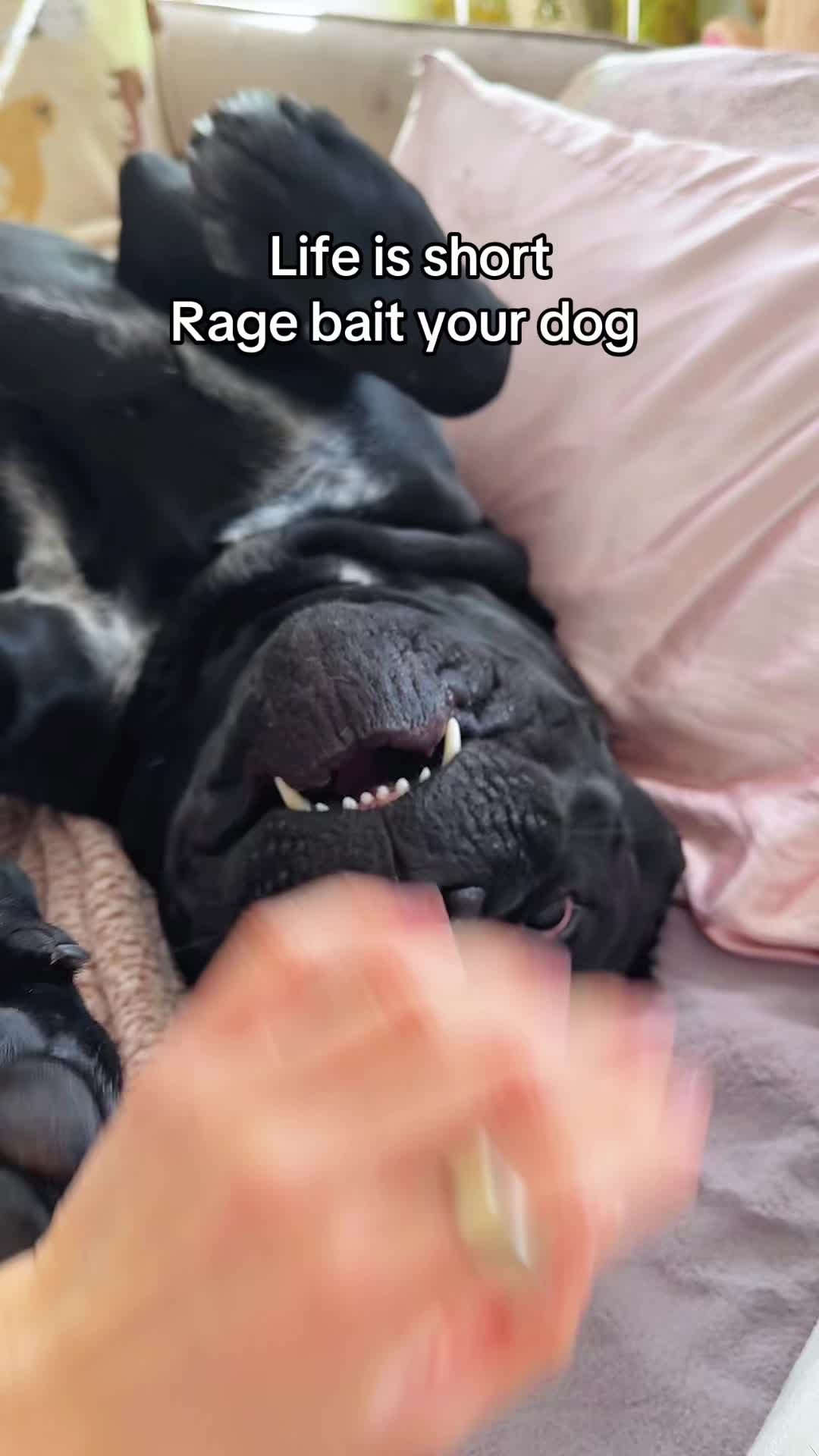 @Bentley Has Issues