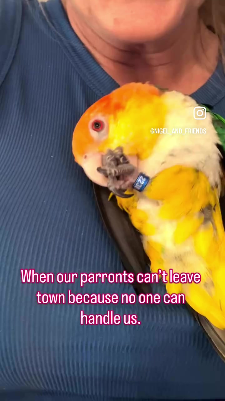 @Royal Bird Lady ๐