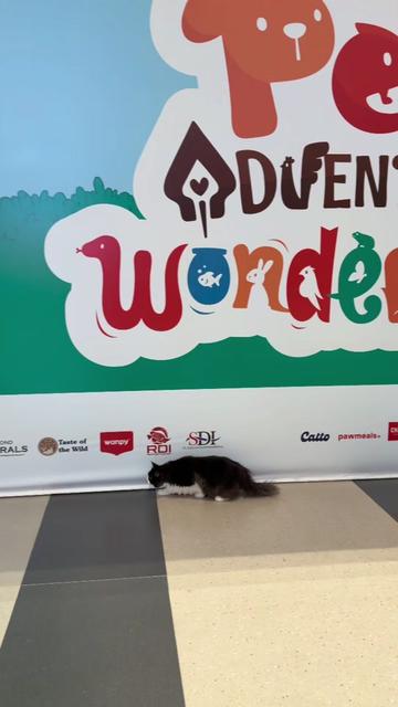 @Bucin cat