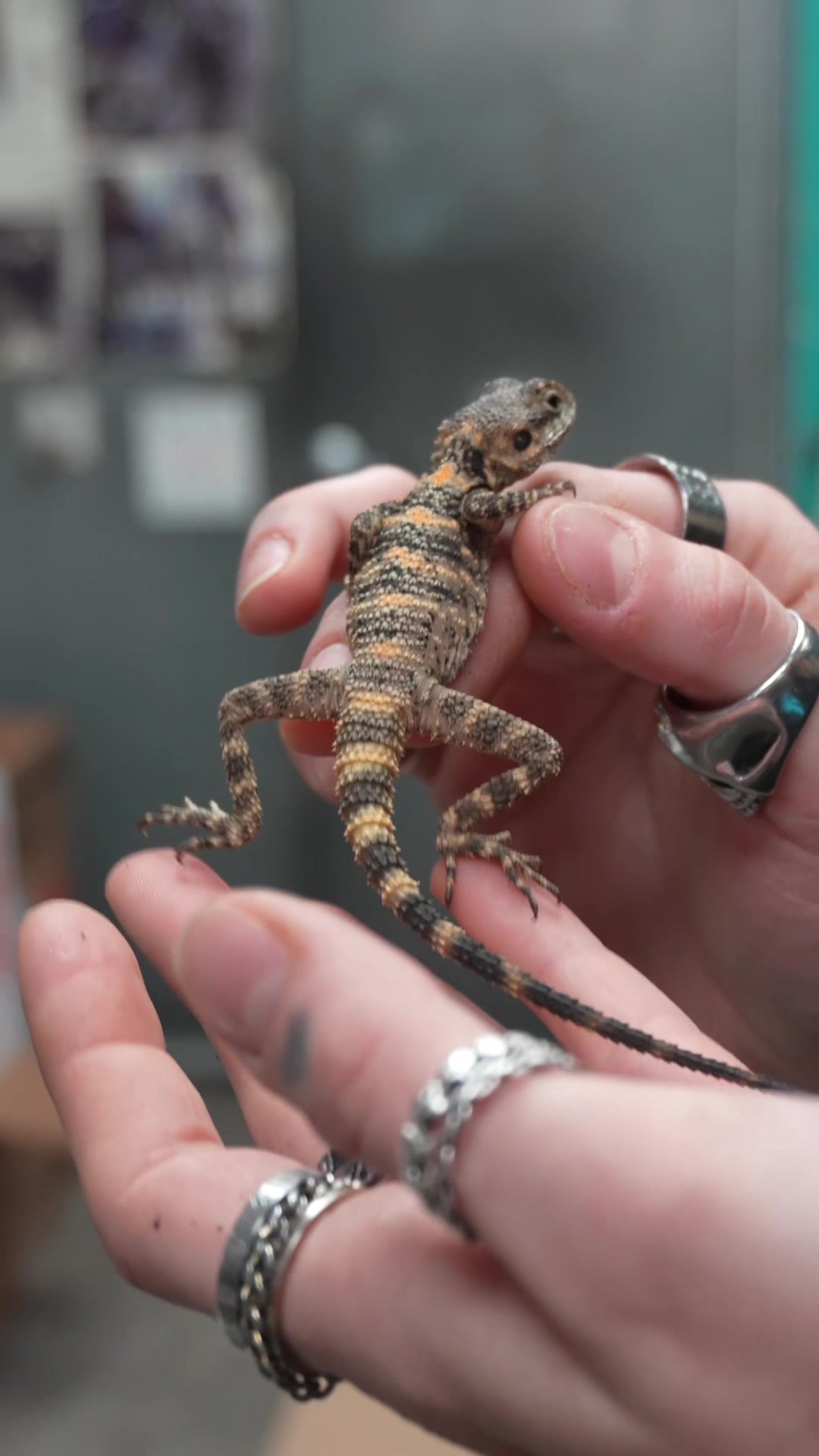 @All Reptiles